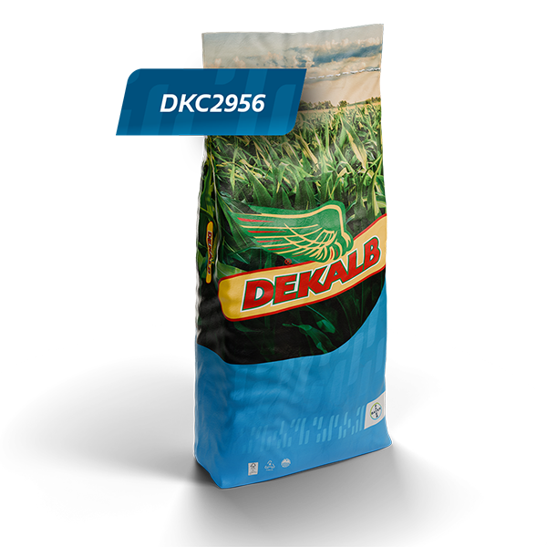 Dekalb sæk med DKC2956